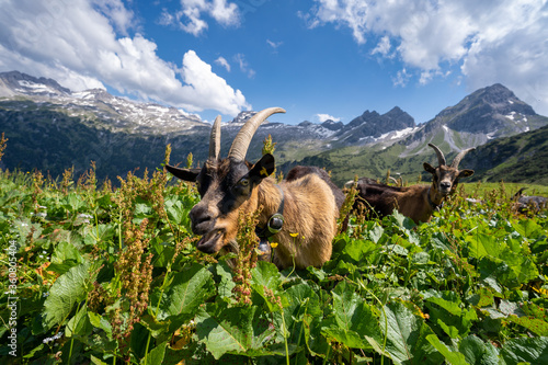 Österreich Großes Walsertal im Sommer photo