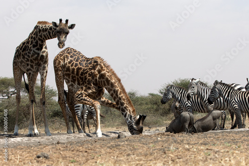 Fototapeta Naklejka Na Ścianę i Meble -  Giraffes (Giraffa camelopardalis peralta) drinking at a water hole - Kenya.	
