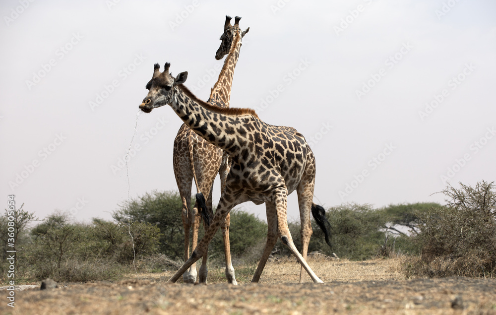 Obraz premium Giraffes (Giraffa camelopardalis peralta) drinking at a water hole - Kenya. 