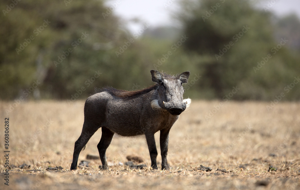 The Common Warthog (phacochoerus africanus) is a wild member of the pig family found in grassland, savanna, and woodland in sub-Saharan Africa. The Common Warthog (phacochoerus africanus) is a wild member of the pig family found in grassland, savanna, and woodland in sub-Saharan Africa.