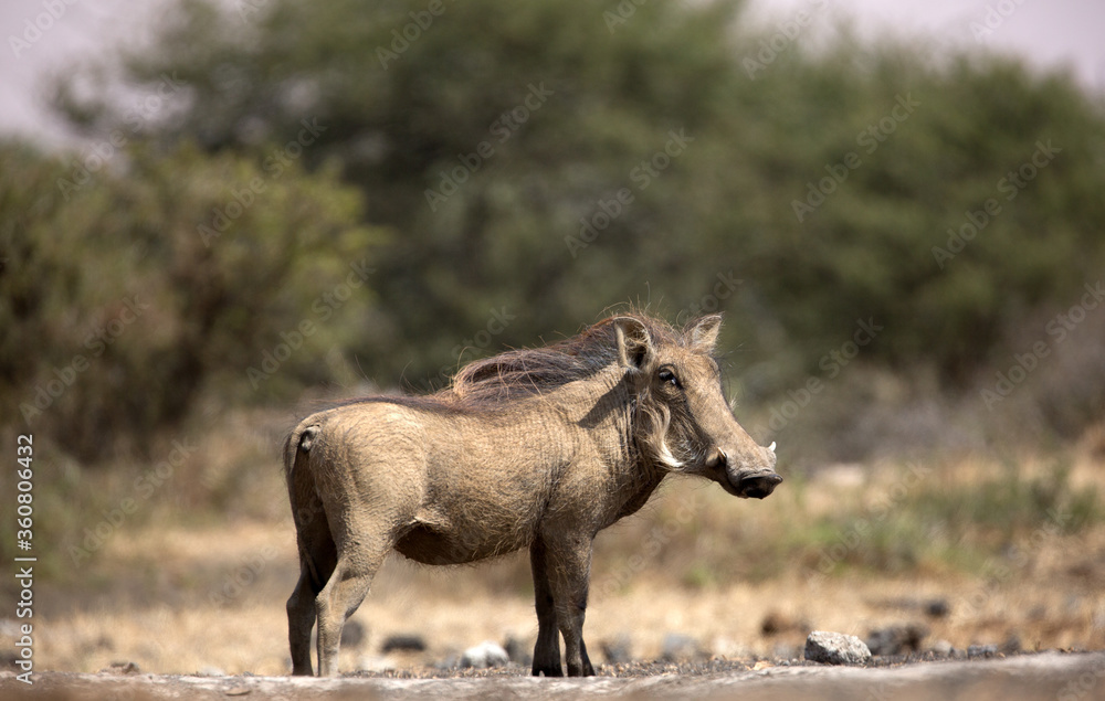 The Common Warthog (phacochoerus africanus) is a wild member of the pig family found in grassland, savanna, and woodland in sub-Saharan Africa. The Common Warthog (phacochoerus africanus) is a wild member of the pig family found in grassland, savanna, and woodland in sub-Saharan Africa.