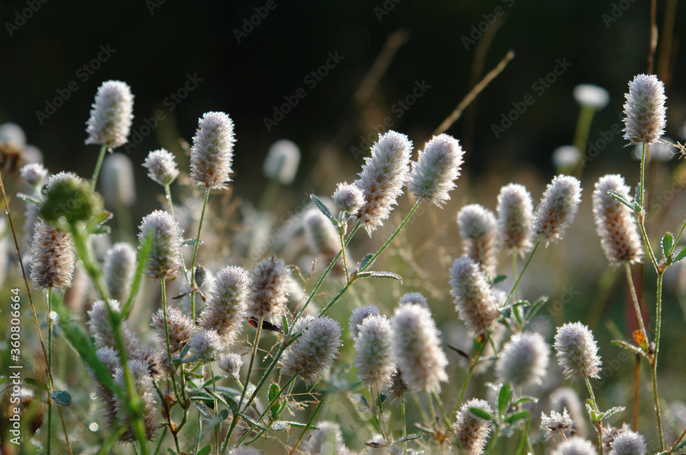 Fototapeta premium A close up of Trifolium arvense flowers (hare's-foot clover, rabbitfoot clover) in a meadow in the morning. Fluffy pinkish-white flowers of oldfield clover in a dew drops, selective focus