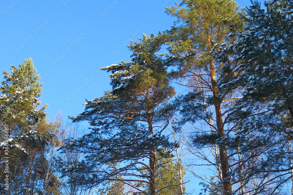 Pine trees in the snow on a sunny winter day