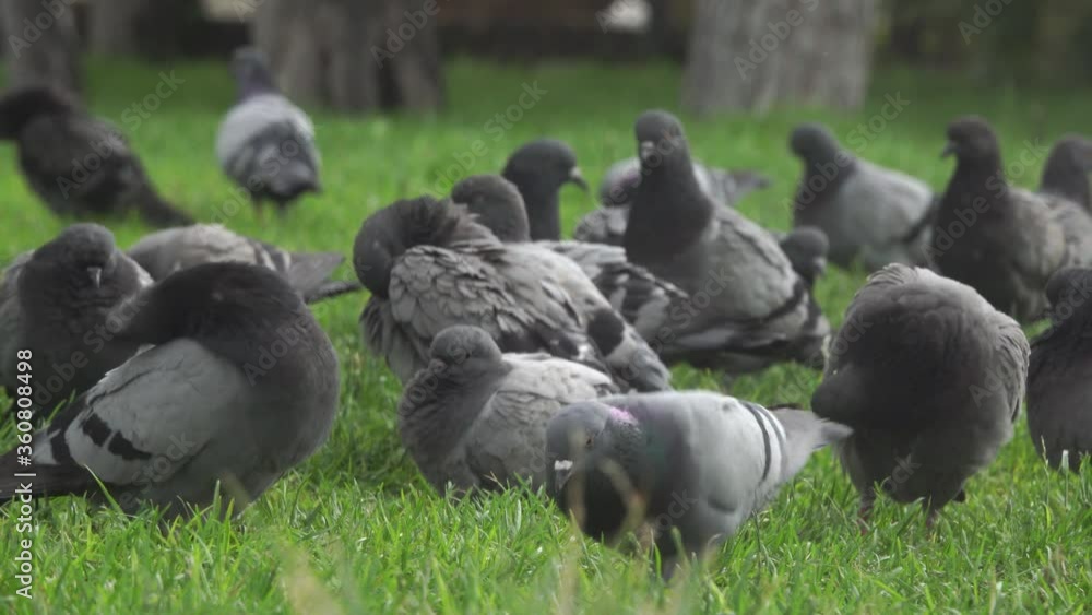 Flock of pigeons in a city park in Ankara, Turkey Flock of pigeons in a city park in Ankara, Turkey