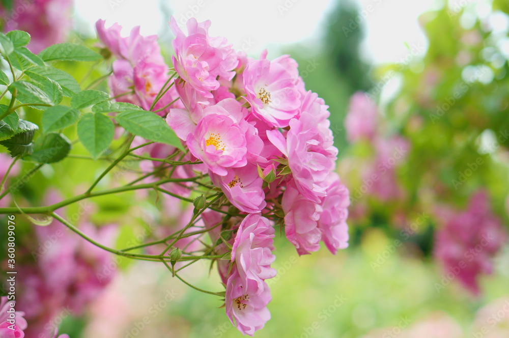 Fototapeta premium plum 梅