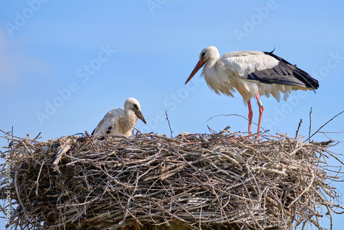 Stork nest on blue sky background. Stork with baby in stork nest. copy-space