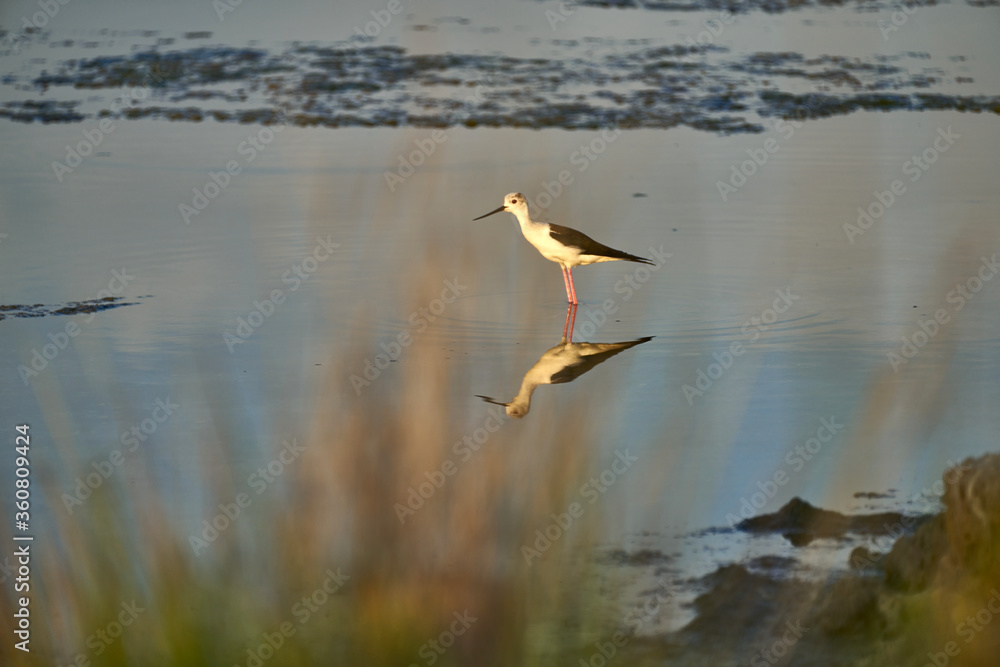 a common stork in a shallow lake a common stork in a shallow lake