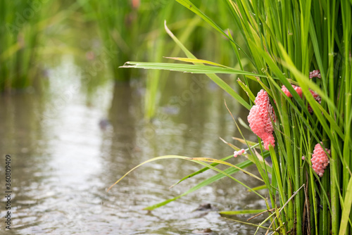 Red pink snail eggs attached to green young rice.  photo