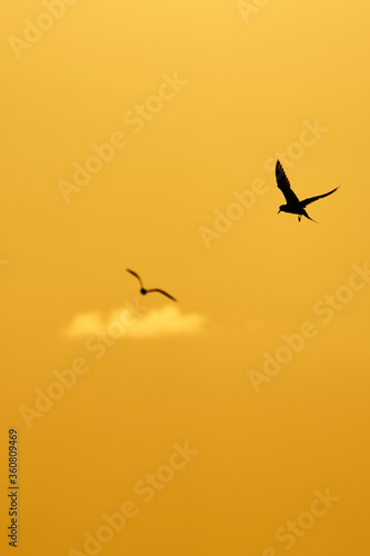 sea birds at sunrise over the sea