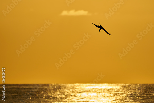 sea birds at sunrise over the sea