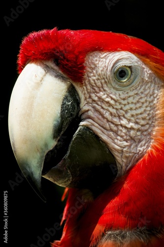 Picture of a parrot posing at 