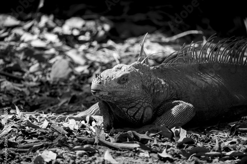 Grayscale picture of an Iguana resting after eating at 