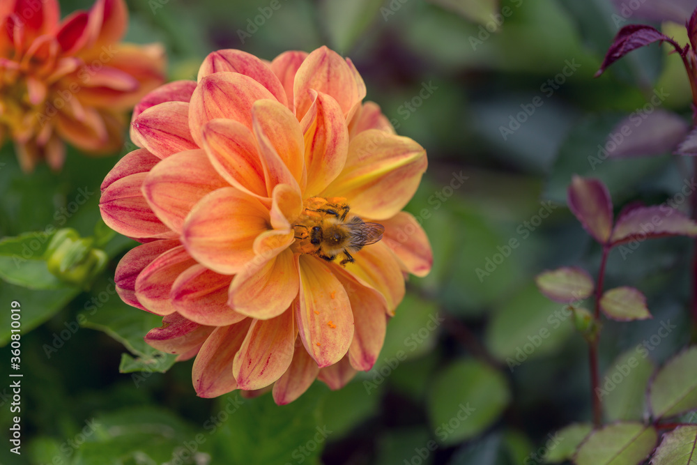 A beautiful orange dahlia and a bee in its middle A beautiful orange dahlia and a bee in its middle