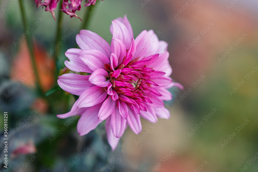 Obraz premium Delicate last pink dahlia in the autumn garden