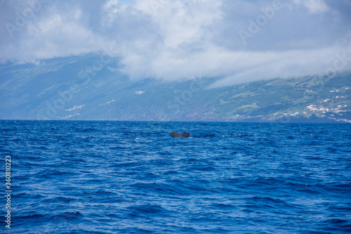 Walk on the Azores archipelago. Discovery of the island of Pico  Azores. Madalena