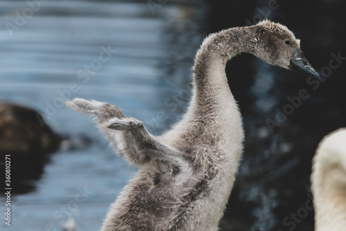 Fotografia Mute Swan teenager shows off its tiny wings