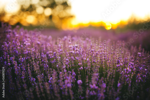Beautiful lavender flowers blooming at sunset. Concept of beauty, aroma and aromatherapy 