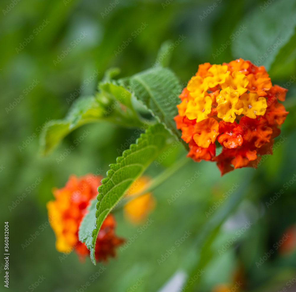 Lantana Camara flowers Selective focus. Lantana Camara flowers Selective focus.