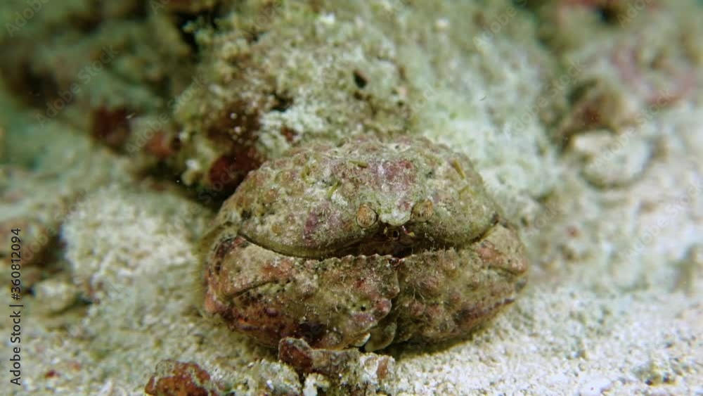 Shame-faced crab sits on the white sea sand. Shame-faced crab sits on the white sea sand.