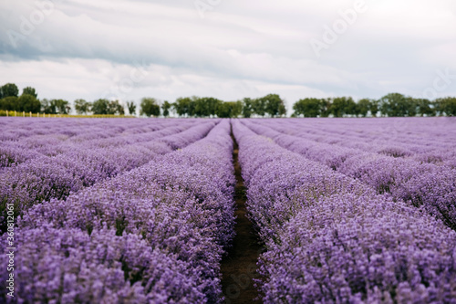 Lavender field in Provence, France. Rows of lavender in bloom ready to be collected.