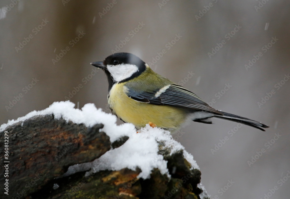 Naklejka premium Great tit in the woods