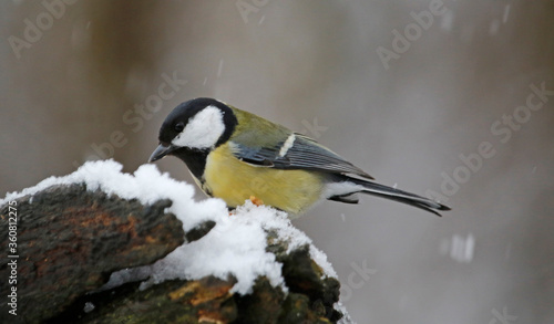 Great tit in the woods © Stephen