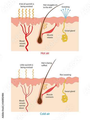 Heat and perspiration from the skin. The mechanism body temperature regulation