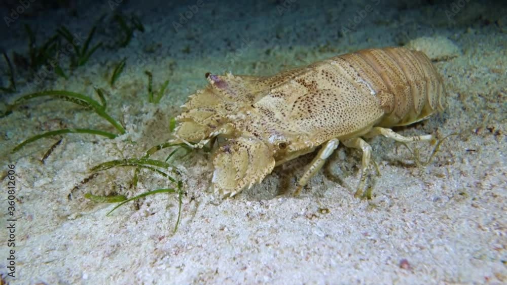 Slipper lobsters slowly walks along the seabed. Slipper lobsters slowly walks along the seabed.