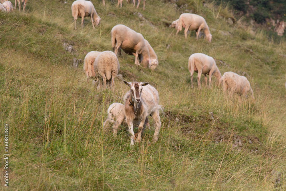 Obraz premium The view of a goat and sheeps grazing on The Italian Alps, Lombardy, Italy.
