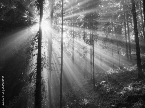 Morning fog in the forest and sun beams 