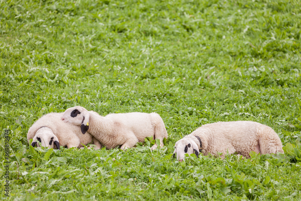 Fototapeta premium Brillenschaf sheep in an Italian mountain pasture