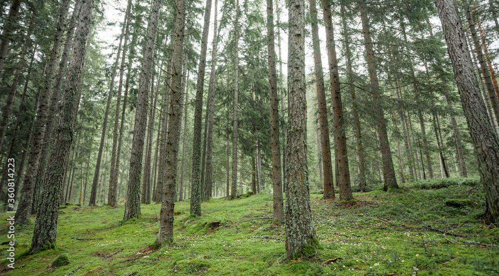 Fototapeta premium A misty day inside an Italian mountain coniferous forest