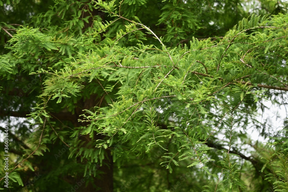 Bald cypress (Taxodium distichum) is a Cupressaceae deciduous coniferous tree native to North America and grows in wetlands.