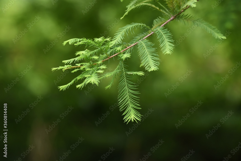 Bald cypress (Taxodium distichum) is a Cupressaceae deciduous coniferous tree native to North America and grows in wetlands. Bald cypress (Taxodium distichum) is a Cupressaceae deciduous coniferous tree native to North America and grows in wetlands.