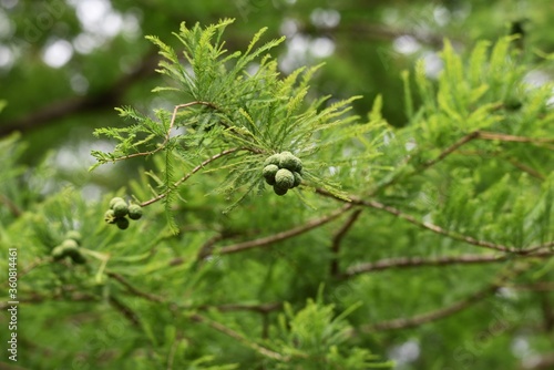 Bald cypress (Taxodium distichum) is a Cupressaceae deciduous coniferous tree native to North America and grows in wetlands.