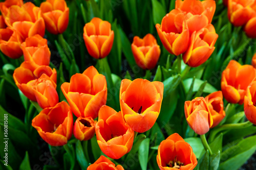Close-up of vibrant orange tulip flowers with yellow rims and dark green leaves. Orange flower background.
