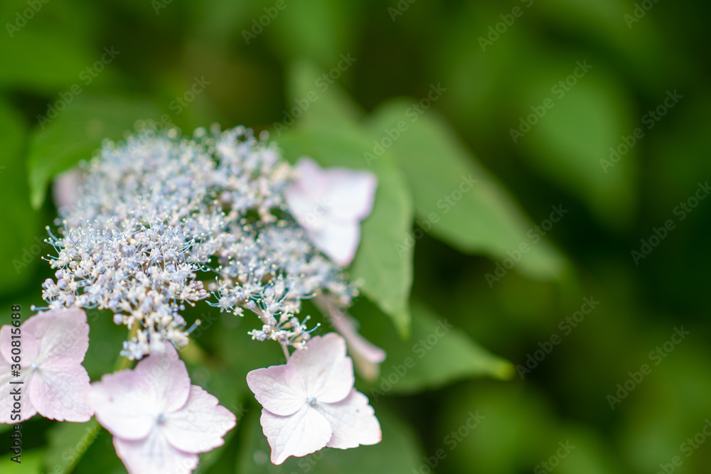 紫陽花 紫陽花