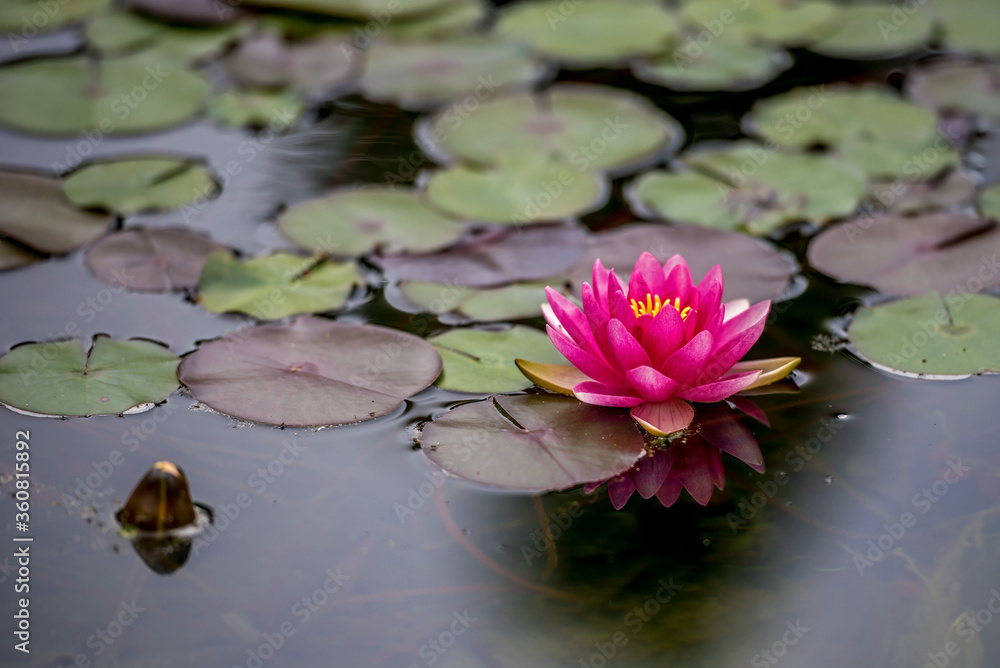 Weisse Seerose in einem Teich Weisse Seerose in einem Teich