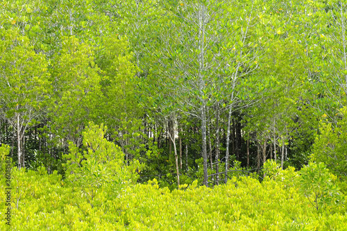 Mangrove Forest Scientific name Ceriops decandra Ding Hou belongs to the family Rhizophoraceae. Is a perennial plant Thailand is a tourist destination for nature studies. photo