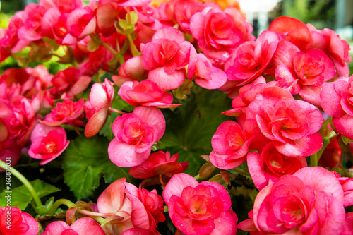 Pink begonia flowers with green leaves in a flowerbed. Pink flower field. Pink flower background. 