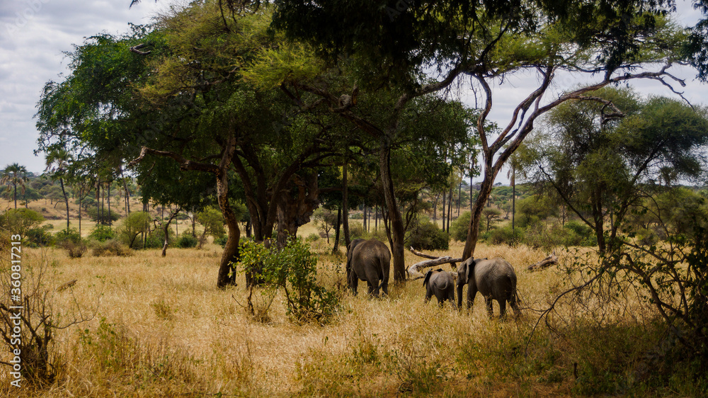 Naklejka premium Elephant Habitat