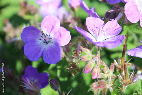 Nahaufnahme lila Blume in den Bergen