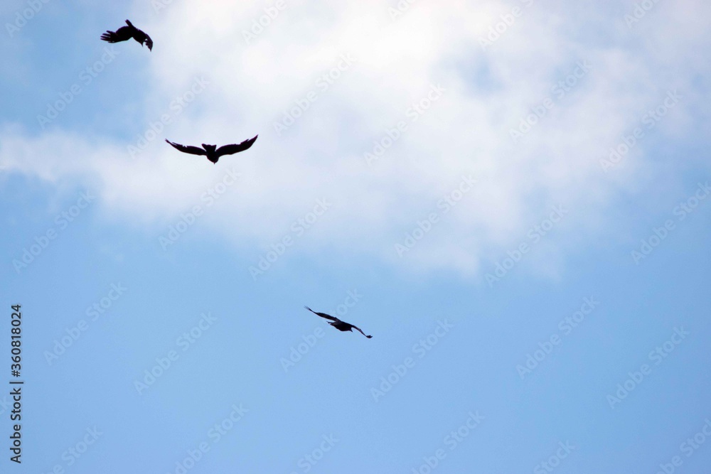 three birds in flight against the sky three birds in flight against the sky