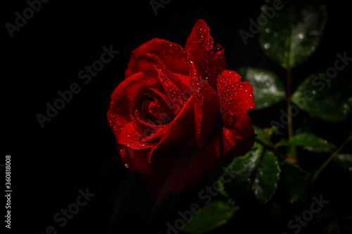 Beautiful red rose with dew drops on a black background. 