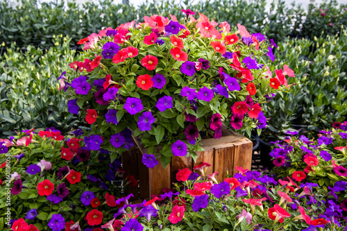 Colorful red and purple petunia flowers in a pot standing on a wooden platform against green leaf background. 