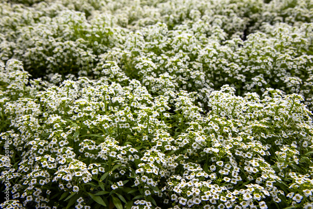 Cute tiny white Sweet Alyssum flowers with green leaves. Lobularia Maritima. White flower background.. Sweet Alyssum
Cute tiny white Sweet Alyssum flowers with green leaves. Lobularia Maritima. White flower background.. Sweet Alyssum