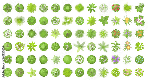 Vector set. Trees top view. Different plants and trees vector set for architectural or landscape design. (View from above) Nature green spaces. photo