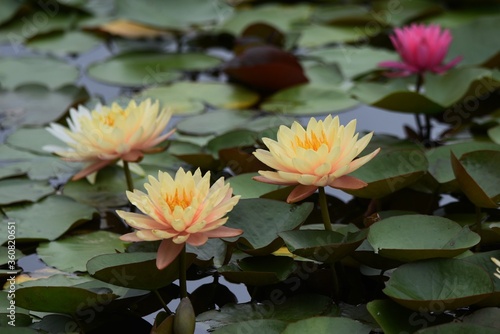 Water lily is an aquatic perennial of Nymphaeaceae.