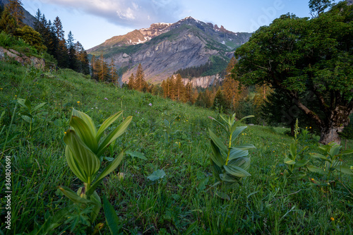 Weistannental in der Schweiz photo