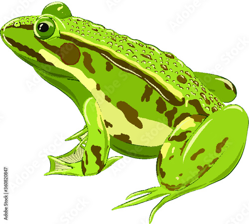 green toad with warts